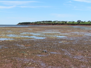 The shore of Colville Bay, oyster growing in the water